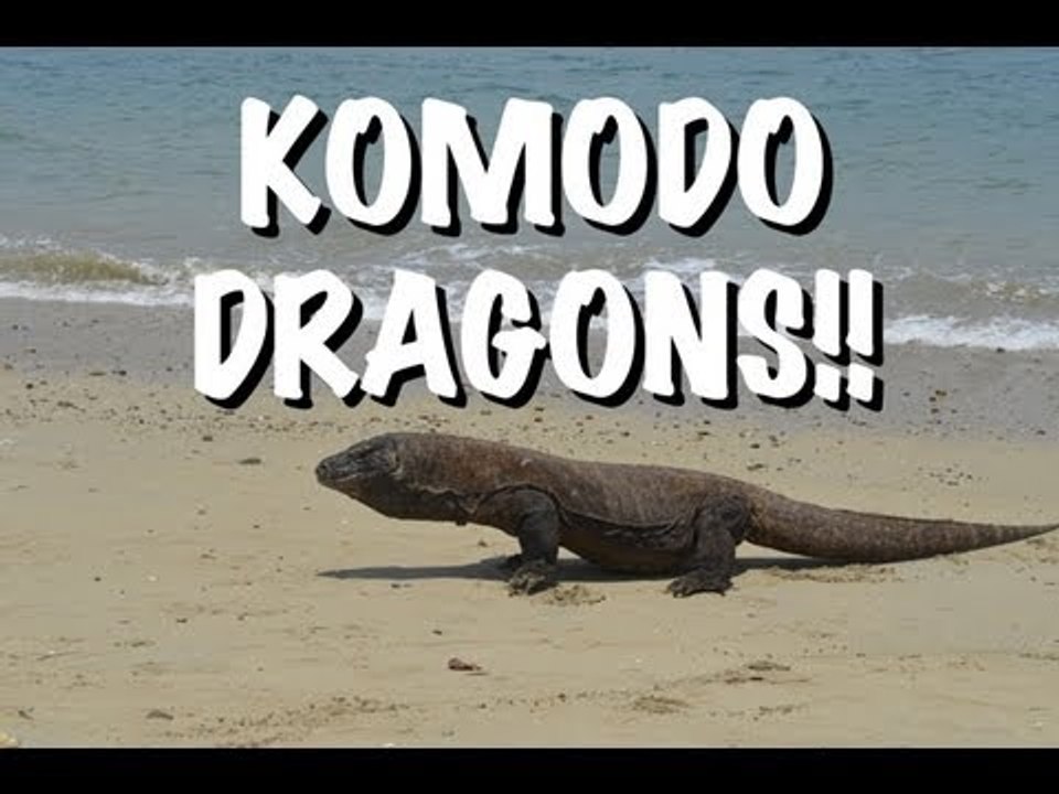 The Komodo Dragons of Indonesia