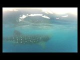 Cancun is more than resorts, they have Whale Sharks too!