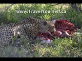 Cheetah, Jackal and Dozens of Vultures feed on an Impala on a Kruger National Park Safari
