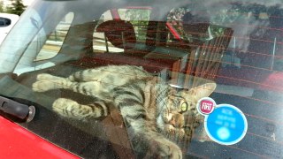 Lonely Street Cat Breaks Into Car To Find A Loving Home