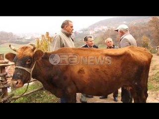 Ora News - Sëmundja e gjedhit, eksperti: Të vijojë vaksinimi edhe vitin e ardhshëm