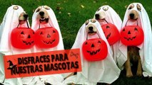 Disfraces para nuetras mascotas