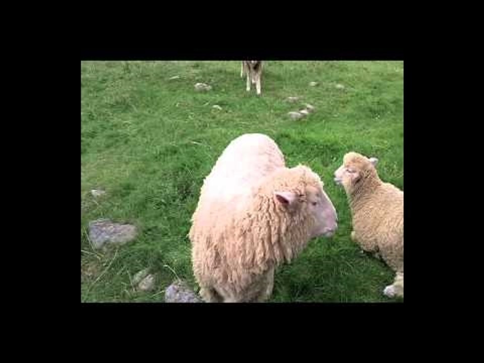 Sheep Yelling like a man - Travel Yourself