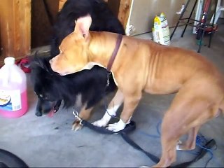 Pitbull vs Australian Shepherd