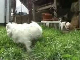 Un jack russel terrier à la ferme