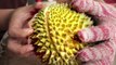 Do Squirrels Really Know How To Pick The Best Durians?