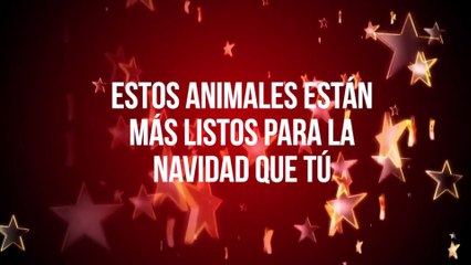 Estos animales están más listos para la navidad que tú