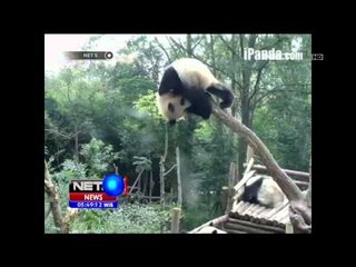 Melihat Langsung Tingkah Lucu Panda Melalui Saluran Khusus di Cina - NET5