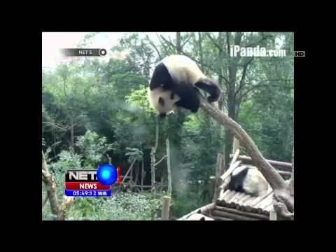 Melihat Langsung Tingkah Lucu Panda Melalui Saluran Khusus di Cina - NET5