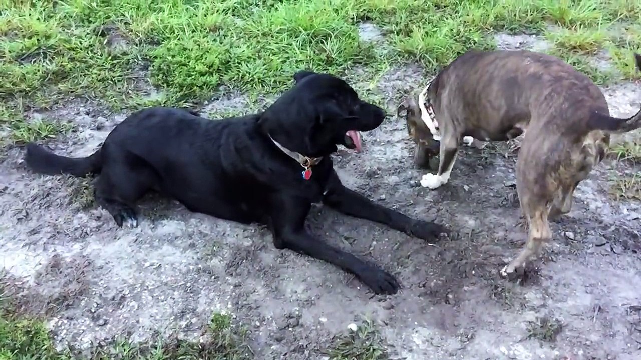 PITBULL VS BLACK LAB