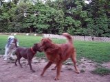 Elsie at Dog Park - Pitbull vs Wolf