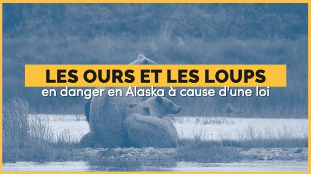Les ours et les loups d'Alaska pourront à nouveau être tués par des méthodes violentes