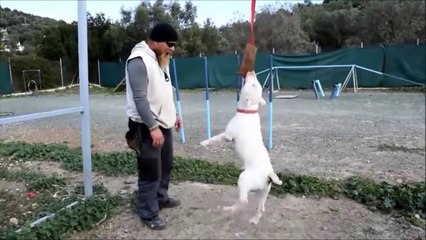Bull Terrier VS Pitbull
