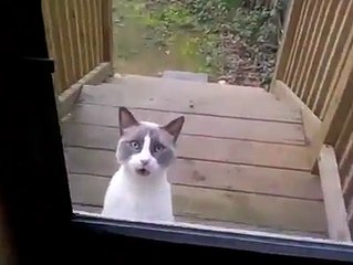 Kapıyı aç diye dıgıldayan kedi