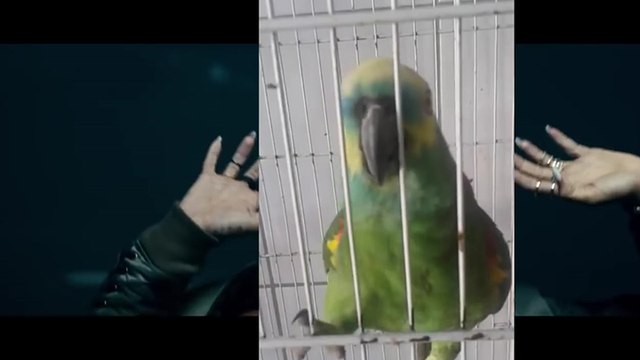 Un perroquet prend la place de Rihanna dans le clip de The Monster