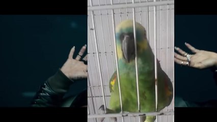 Un perroquet prend la place de Rihanna dans le clip de "The Monster"