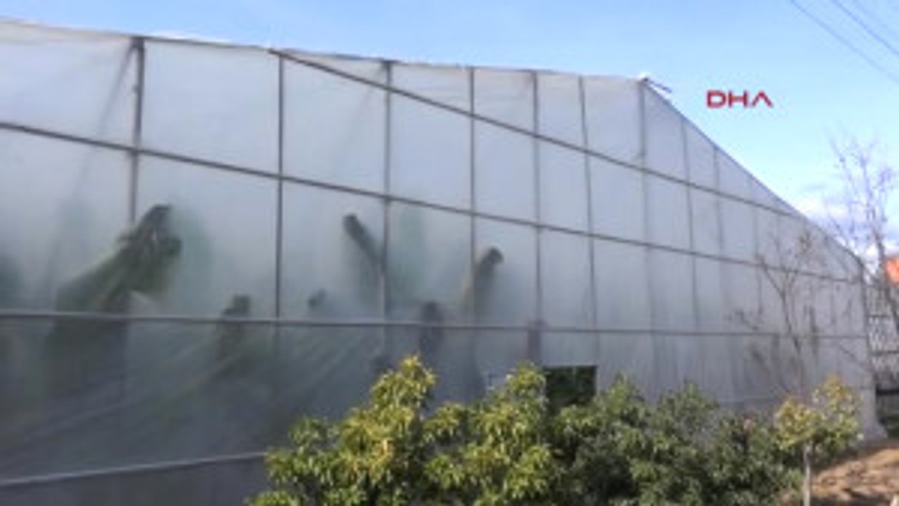 Antalya Gazipaşa'da 365 Gün Muz Üretimi