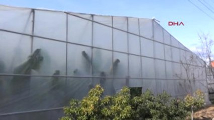 Antalya Gazipaşa'da 365 Gün Muz Üretimi