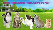 Cat Finger Family | nursery rhyme Farmees | kids songs | 3D rhymes | Children Song
