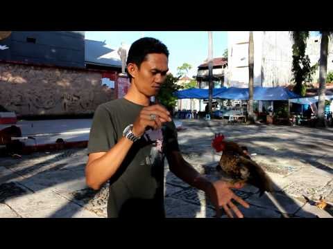 Ayam Serama, Ras Ayam Terkecil di Dunia - NET5