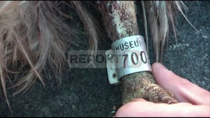 Report TV - Shkaba serbe gjendet e plagosur në Fushë-Krujë