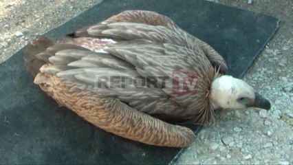 Report TV - Shkaba serbe gjendet e plagosur në Fushë-Krujë