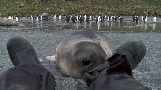 Man brutally attacked by baby elephant seal