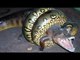 Crocodile vs Anaconda, anaconda attacks on anaconda and swallows crocodile-2017