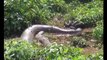 Biggest snake ever discovered on earth 2017 _ Largest Anaconda - giant Python attacks human #2-NlLNt5_JllE