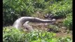 Giant Snake Eats man Alive - Largest Python Snake - Biggest Anaconda Attacks Human _ Real Or Fake-yeCW7yHqjSA