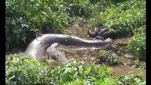 Giant Snake Eats man Alive - Largest Python Snake - Biggest Anaconda Attacks Human _ Real Or Fake-ye