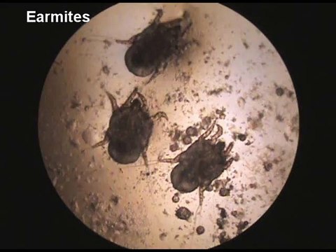 Microscopic View of Ear Mites in Pets