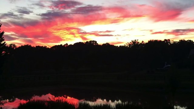 Natural Home Remedy To Treat Ear mites For Dogs