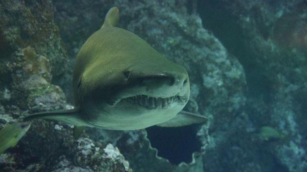 10 Most Shocking Shark Attacks Ever