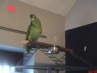 perroquet qui chante