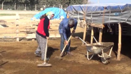 Hatayö-Zel) 5 Tır Kurbanlık Koyunu Dolandırıcılara Kaptırdılar