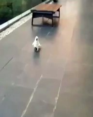 Ce perroquet aboie comme un chien !