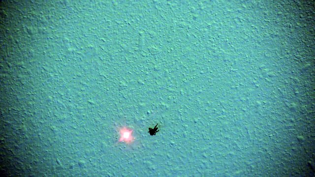 Cette araignée court après un laser pointé sur le mur !