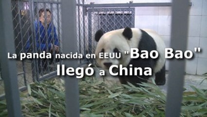 La panda Bao Bao, nacida en EEUU, llegó a China