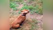 Miniature DailyMotion