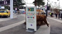 Une vache en balade à côté du Salon de l'agriculture