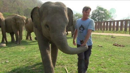 Baby Elephant Has Unlikely Best Friend