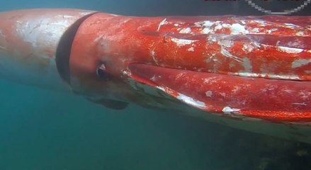 Giant squid filmed in Japan