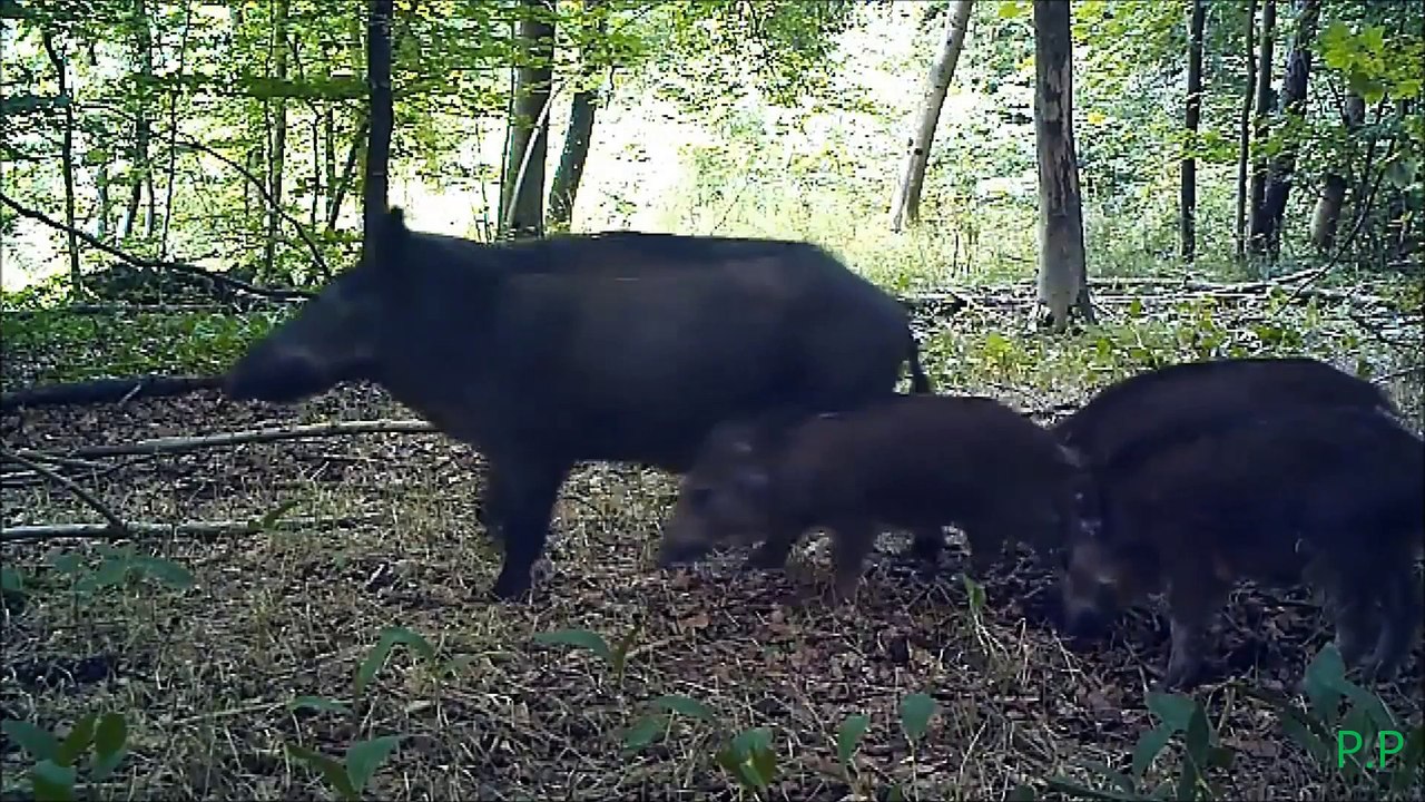 Bande annonce Phunas Production