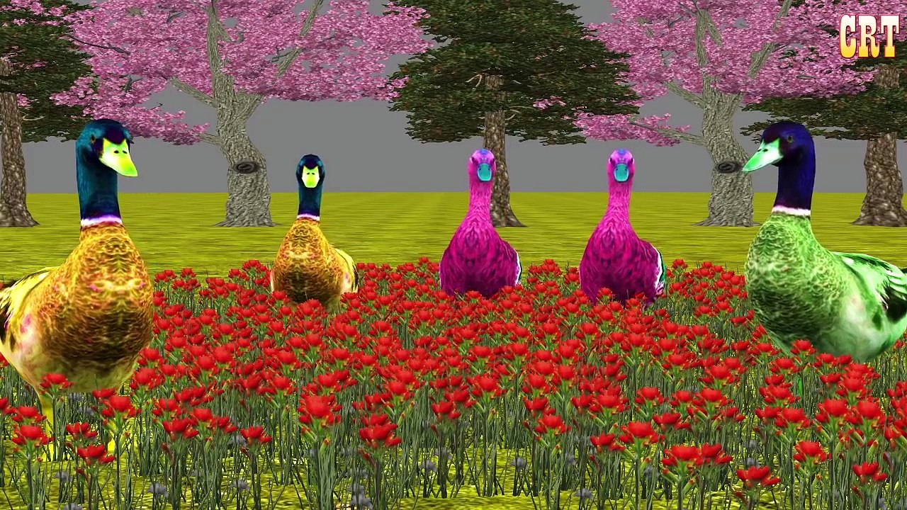 Colourfull Balls Learning Clour Song For Catoon Rhymes || Nursery Rhymes Collection