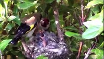 birds Feed To Child Hd Video Mother feed of beautiful child,