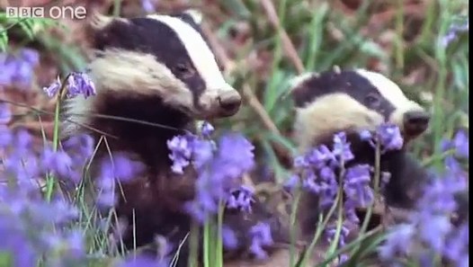Funny Talking Animals - Walk On The Wild Side - Episode Three Preview - BBC One - Dailymotion Video