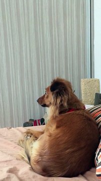 Dog howls along to snooze melody