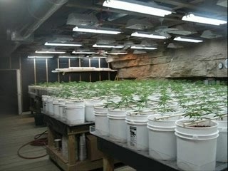 Tennessee Cave Of Weed