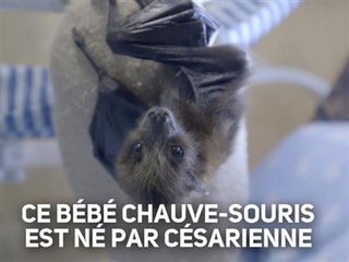 Un bébé chauve-souris sauvé de justesse
